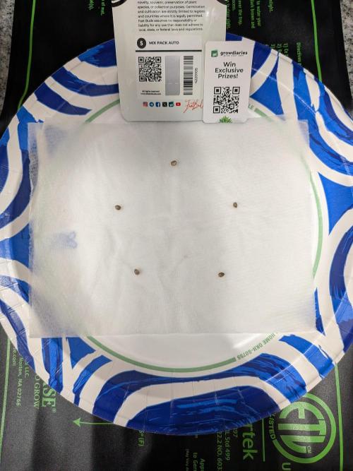 First outdoor grow - 100% organic. Week 0