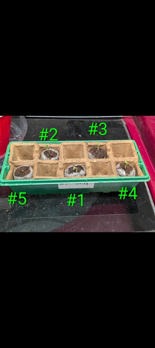 First outdoor grow - 100% organic. Week 0