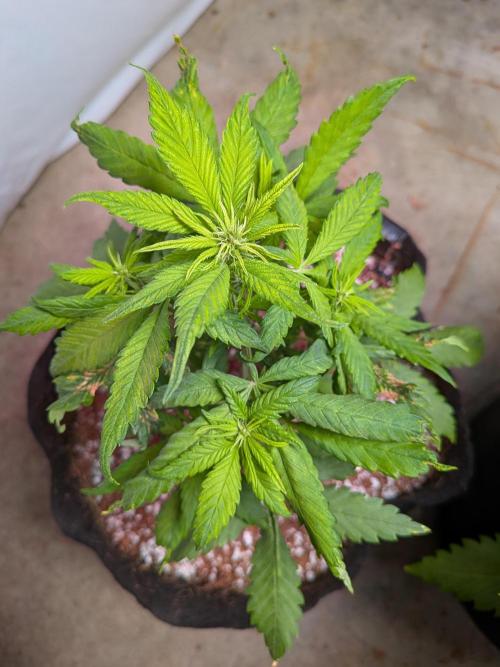 A purple and fruity Fastbuds trio. Week 6