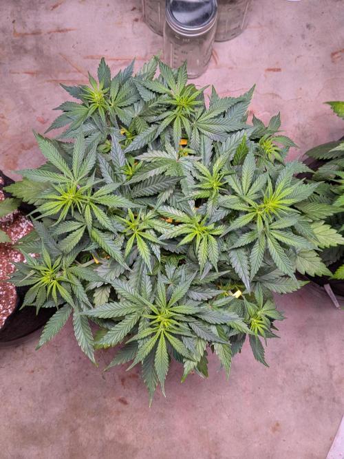 A purple and fruity Fastbuds trio. Week 6