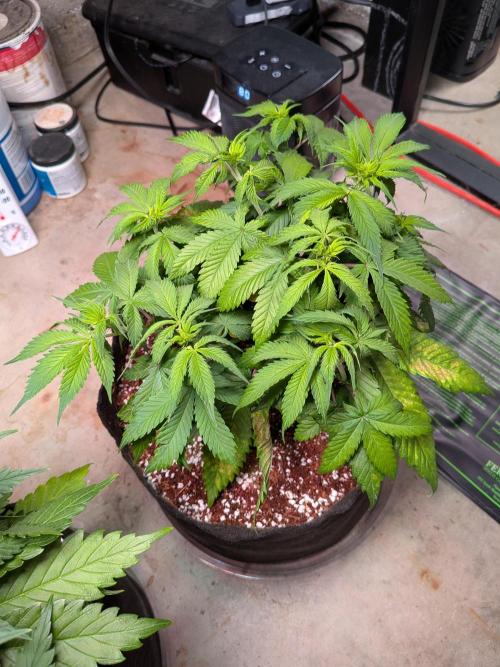 A purple and fruity Fastbuds trio. Week 6