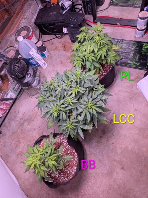 A purple and fruity Fastbuds trio. Week 6