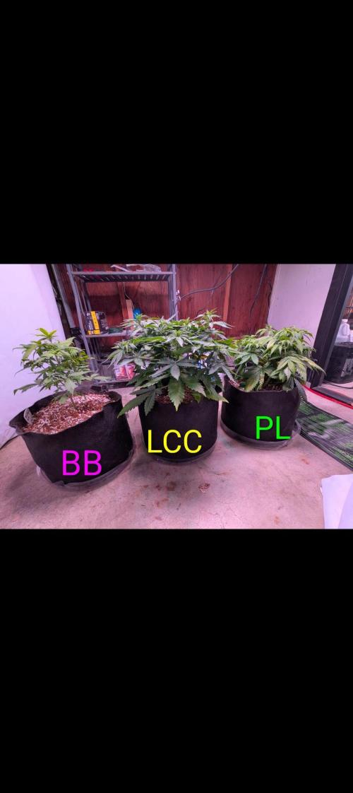 A purple and fruity Fastbuds trio. Week 6