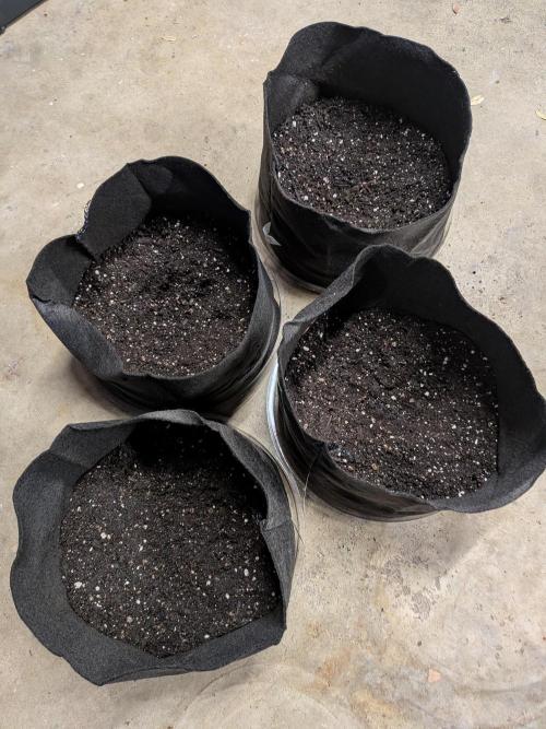 1st (mostly) outdoor grow - 100% organic. Week 0 - The bottom 1/3rd of the pots filled with my super soil 💪
