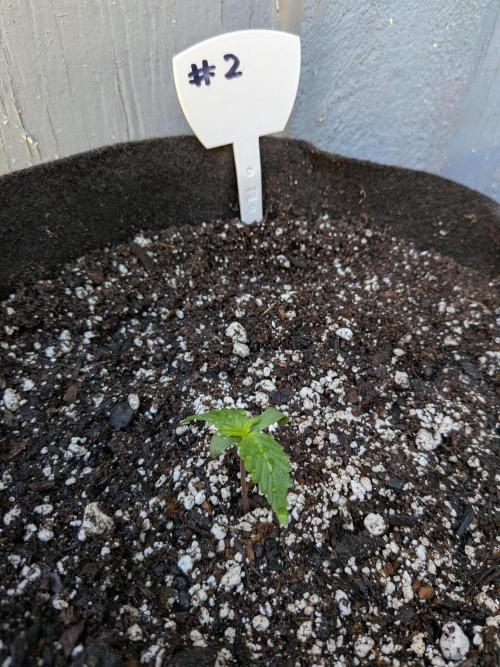 1st (mostly) outdoor grow - 100% organic. Week 0