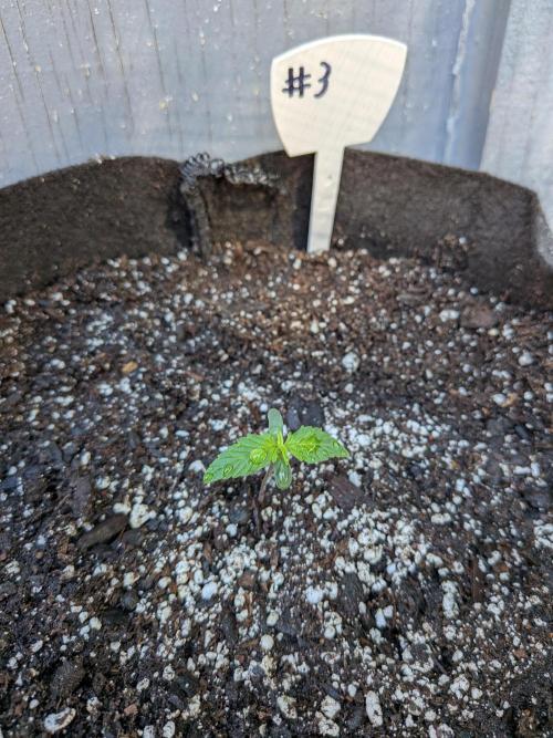 1st (mostly) outdoor grow - 100% organic. Week 0