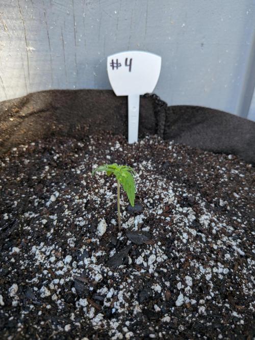 1st (mostly) outdoor grow - 100% organic. Week 0