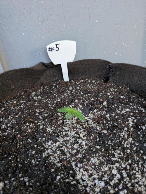 1st (mostly) outdoor grow - 100% organic. Week 0