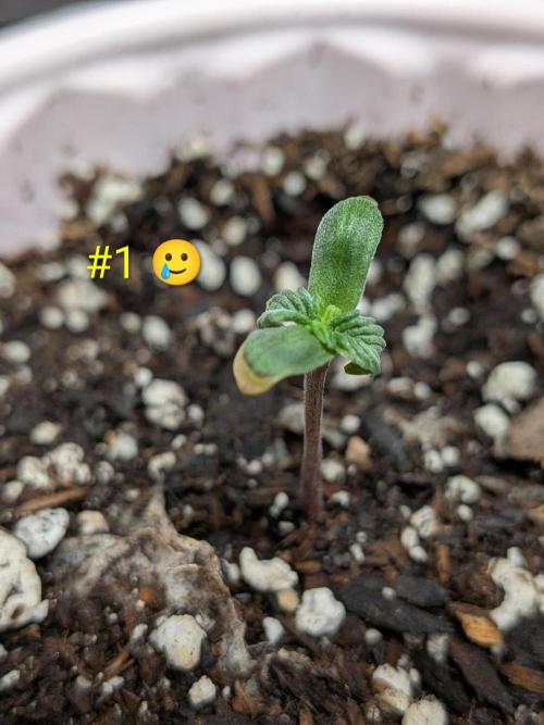 1st (mostly) outdoor grow - 100% organic. Week 0