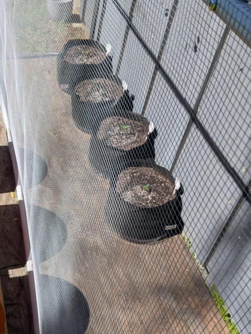 1st (mostly) outdoor grow - 100% organic. Week 0 - The girls enjoying some real sun for the first time ☀️