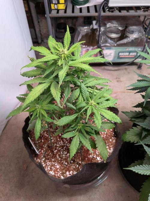 A purple and fruity Fastbuds trio. Week 6