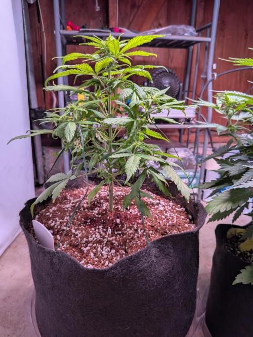 A purple and fruity Fastbuds trio. Week 6