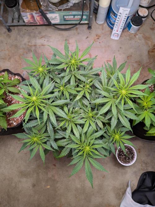 A purple and fruity Fastbuds trio. Week 6