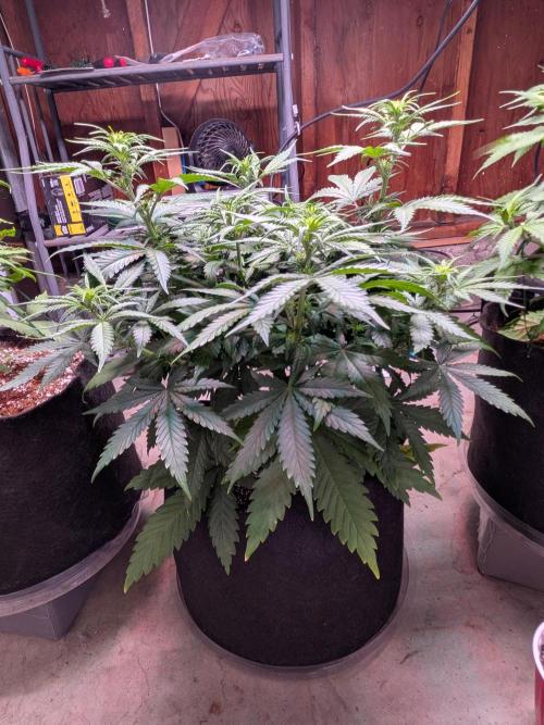A purple and fruity Fastbuds trio. Week 6