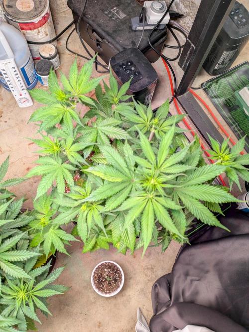 A purple and fruity Fastbuds trio. Week 6