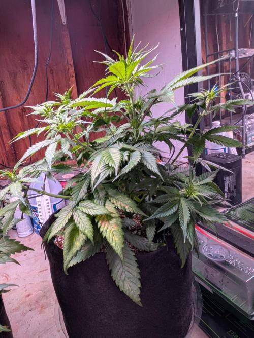 A purple and fruity Fastbuds trio. Week 6