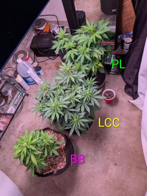 A purple and fruity Fastbuds trio. Week 6