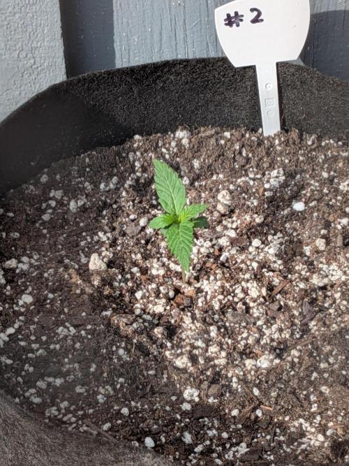 1st (mostly) outdoor grow - 100% organic. Week 2