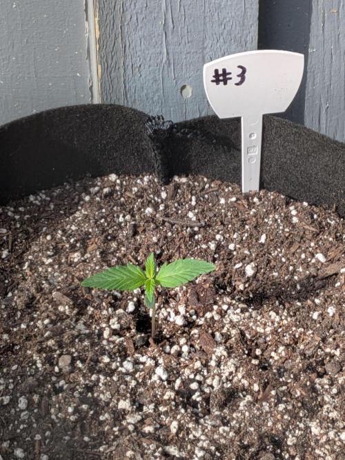 1st (mostly) outdoor grow - 100% organic. Week 2