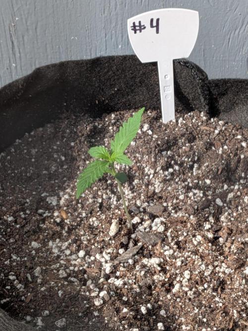 1st (mostly) outdoor grow - 100% organic. Week 2