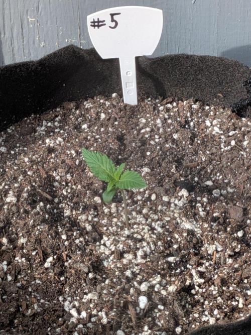 1st (mostly) outdoor grow - 100% organic. Week 2