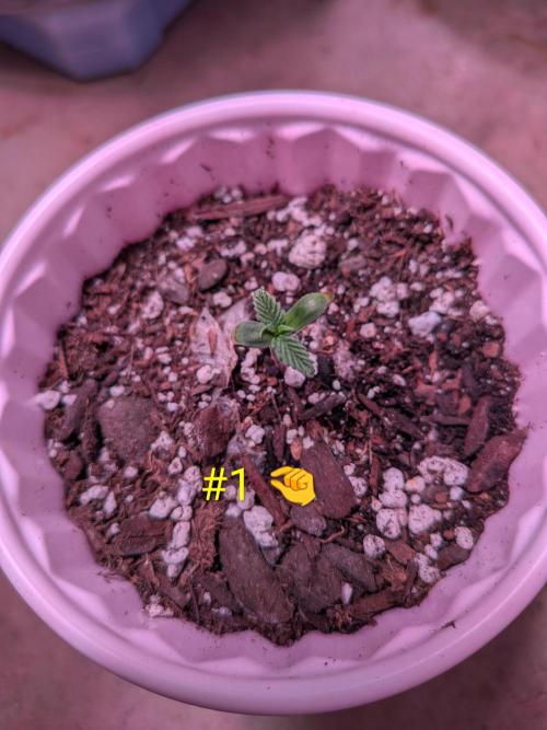 1st (mostly) outdoor grow - 100% organic. Week 2