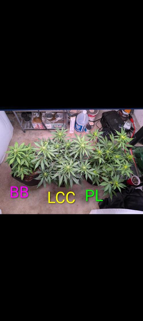 A purple and fruity Fastbuds trio. Week 7
