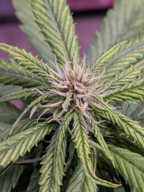 A purple and fruity Fastbuds trio. Week 7