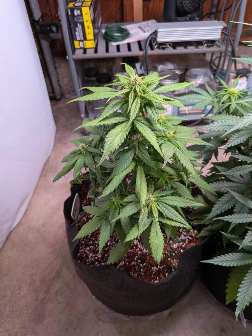 A purple and fruity Fastbuds trio. Week 7