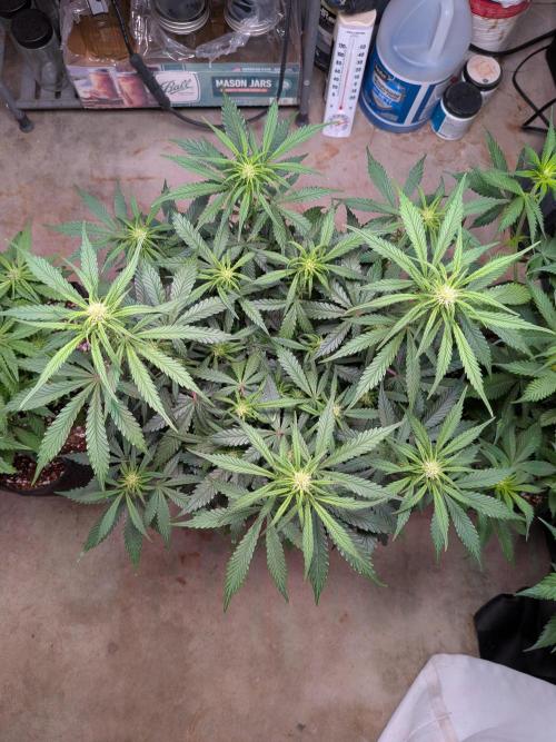 A purple and fruity Fastbuds trio. Week 7