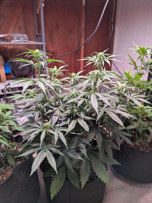 A purple and fruity Fastbuds trio. Week 7