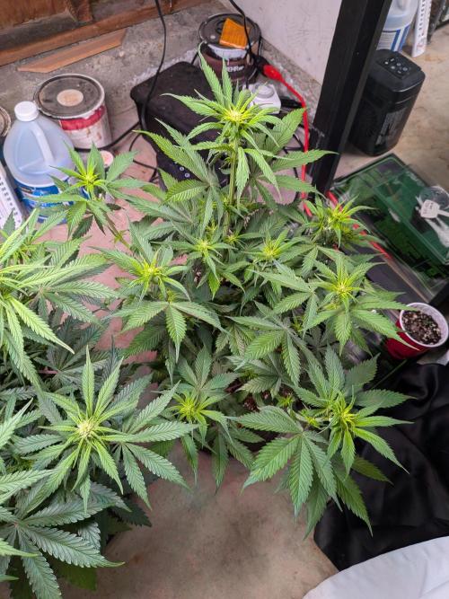 A purple and fruity Fastbuds trio. Week 7