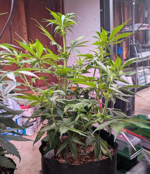 A purple and fruity Fastbuds trio. Week 7