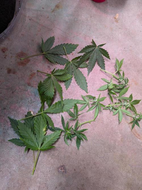 A purple and fruity Fastbuds trio. Week 7 - Some light defoliation for LCC