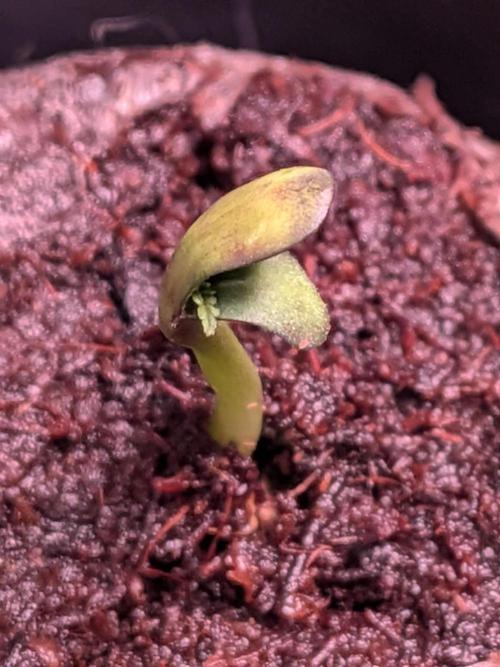 First outdoor grow part 2 (backup plant). Week 1