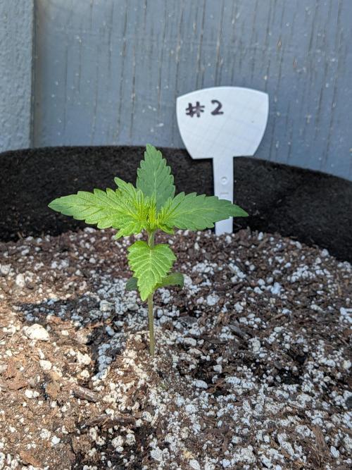 1st (mostly) outdoor grow - 100% organic. Week 2