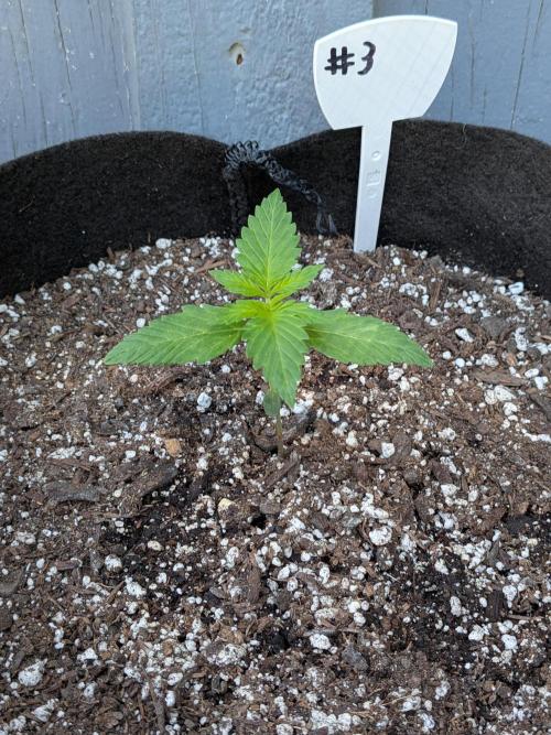 1st (mostly) outdoor grow - 100% organic. Week 2