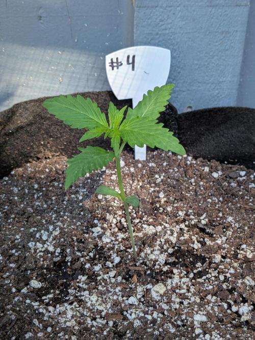 1st (mostly) outdoor grow - 100% organic. Week 2