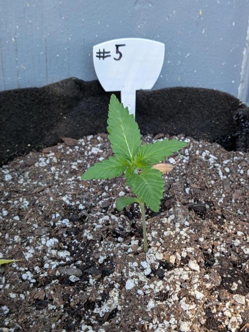 1st (mostly) outdoor grow - 100% organic. Week 2