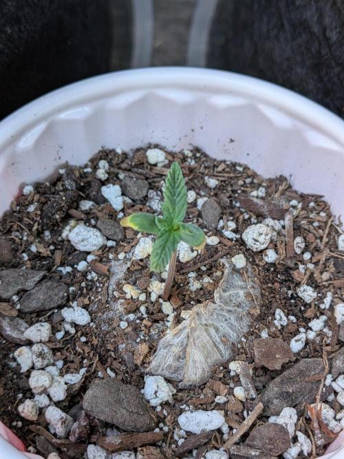 1st (mostly) outdoor grow - 100% organic. Week 2