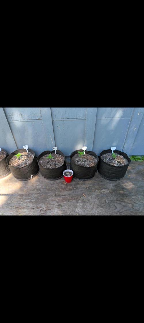 1st (mostly) outdoor grow - 100% organic. Week 2