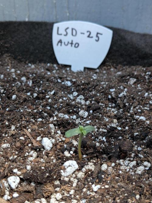 First outdoor grow part 2 (backup plant). Week 1