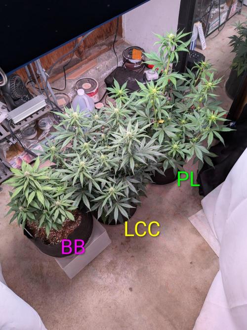 A purple and fruity Fastbuds trio. Week 7