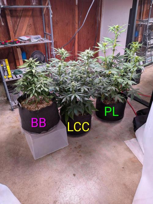 A purple and fruity Fastbuds trio. Week 7