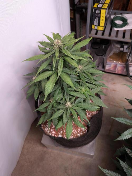A purple and fruity Fastbuds trio. Week 7