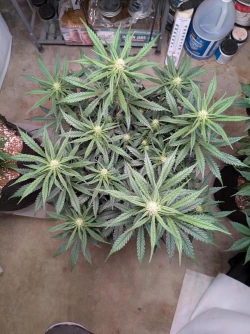 A purple and fruity Fastbuds trio. Week 7