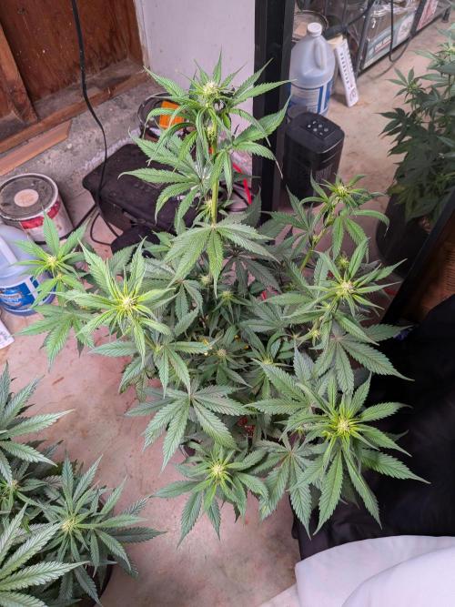 A purple and fruity Fastbuds trio. Week 7