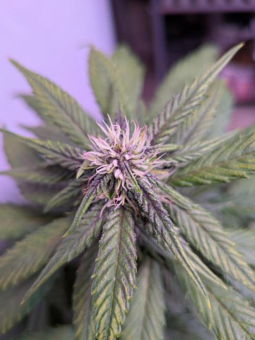 A purple and fruity Fastbuds trio. Week 7 - Some more purple coming in on BlackBerry 😍
