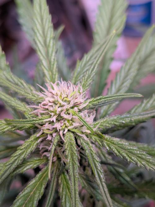 A purple and fruity Fastbuds trio. Week 7