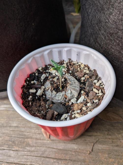 1st (mostly) outdoor grow - 100% organic. Week 3
